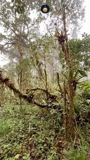 Exploring the Cloud Forest