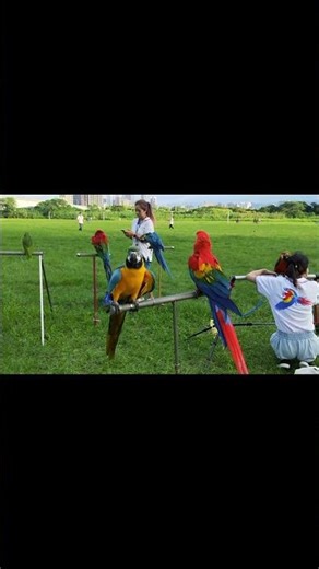 Watch How Parrots Are Trained 😲🦜 #Shorts