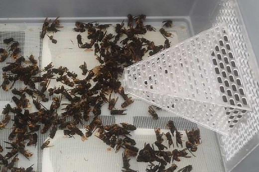 L'inventeur du Jabeprode explique pourquoi son piège à frelons asiatiques est le meilleur