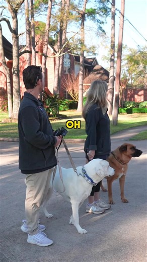 Essential Guide to Dog Training for Beginners