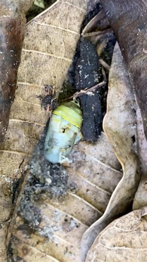 Monarch chrysalis problems ‪@MyGardenDonkey‬