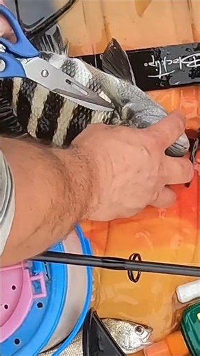 The right way to kill a fish #fishing #fyp #sheepshead