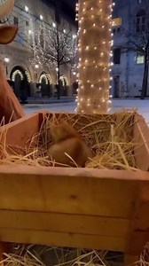 13K views · 175 reactions | Cat finds comfort in Christmas nativity scene (AI) | Bored Panda Animals | Facebook