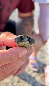 Insane Baby Turtle Save! 😨 #babyturtle #babyanimals #wildlifeonearth #conservation #turtle #tortoise #gardenstatetortoise #otistheturtle #animalrescue | Garden State Tortoise