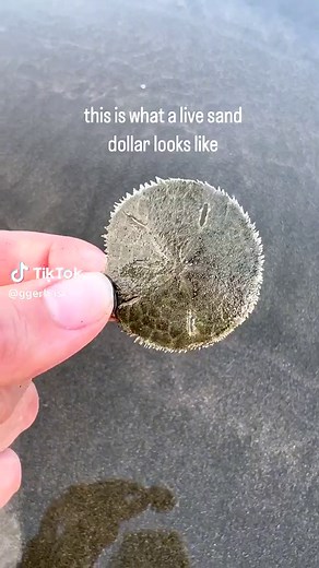 How to Tell If a Sand Dollar Is Alive or Just a Skeleton