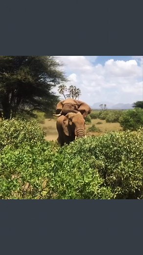 95K views · 656 reactions | Mating secrets of Africa’s bull elephants. #elephant | Reel Content | Facebook