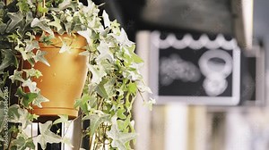 Hedera algeriensis, Algerian ivy, is evergreen ivy native to North African coast, including coastal mountains in Algeria.