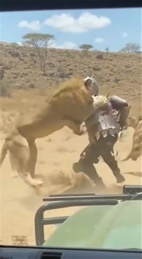 A terrifying moment! Tourists captured footage of a lion attack in the wild 😱🦁
