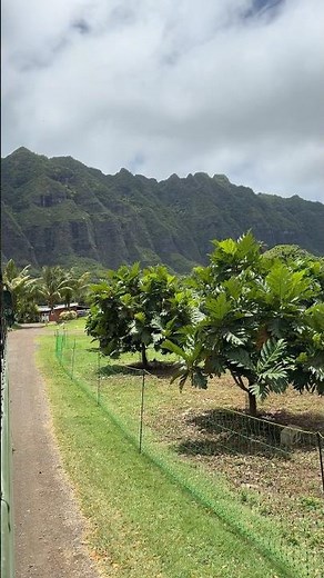 Inside the Legendary Kualoa Ranch 🦕🎬 #hawaii #tour #fyp #dinosaur #travel #shorts #viral #nature