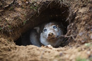 Why Do Dogs Dig Holes And Lay In Them? - (5 Reasons Why)