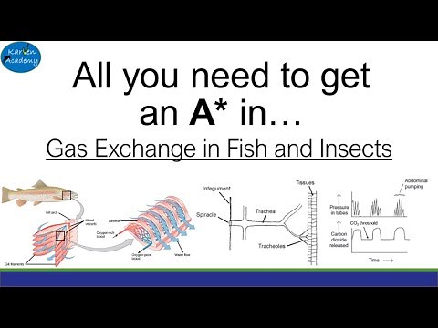 Gas exchange in Fish and Insects (A-Level)