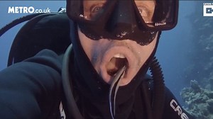 Cleaner fish clean inside diver's mouth