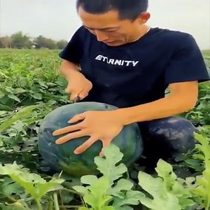 2M views · 10K reactions | Great mango garden - Chinese Farm | Emotional Quotes | Facebook