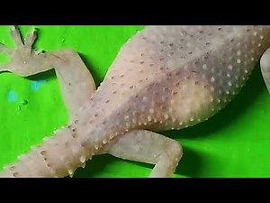 Incredible 8K Video Reveals House Lizard Carrying Eggs