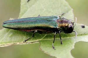 Destructive forest pest, the emerald ash borer, arrives in Oregon; public asked to report sightings