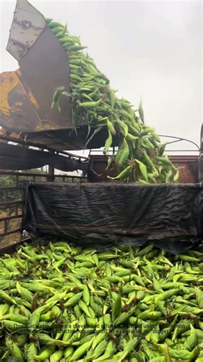 How a Digger Loads a Truck with Corn! #shorts