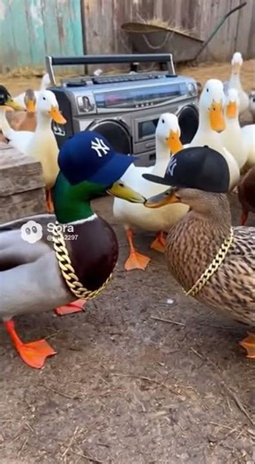 Rapper ducks🦆#funny