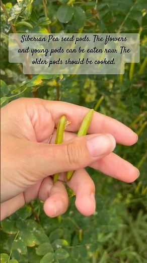 Caragana, aka: Siberian Pea-shrub