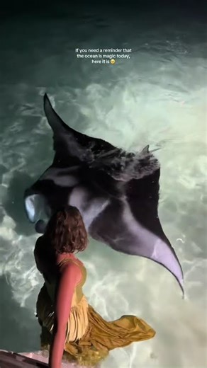 ✨Wooden Manta Ray Automata — Nature in Motion