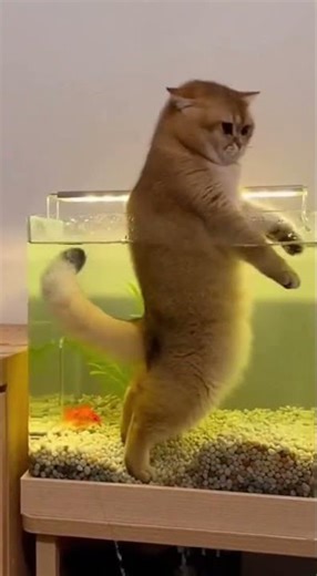 Instant Regret! 😂 Chubby Cat Thinks He’s a Shark and Jumps in the Fish Tank!