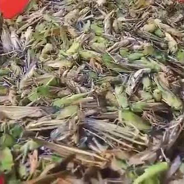 How to make fried locust
