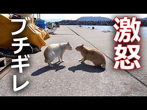 【大乱闘】野良猫たちのケンカ勃発！その結果…