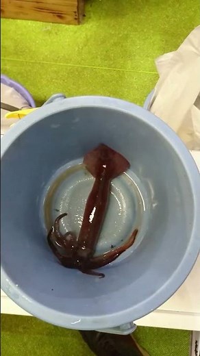 Squid’s Amazing Camouflage! Watch It Change Colors Instantly 🦑🎨 #squid #camouflage #japantravel