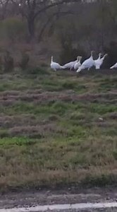 9.8K views · 113 reactions | 10 miles from ranch! Seen it all!! | Back Porch Ranch | Facebook