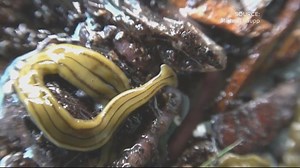 VERIFY: What to do if you spot a hammerhead worm