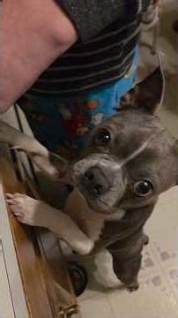 Jack A$$ #dogs 🤣🥰