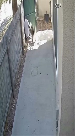 SHOCKING Moment Dog Attacks Small Pet (Caught on Cam) 🚨 #dogattack