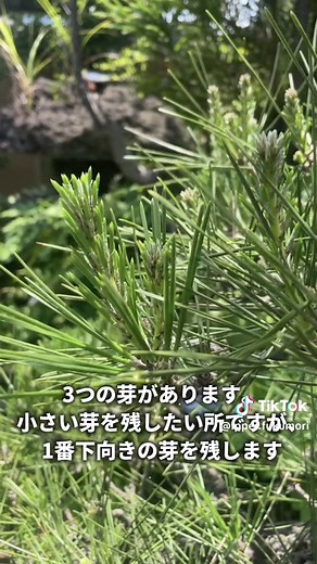 松の剪定の本質【プロの技】