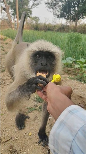My New Forest Friend is So Cute! 🐒❤️
