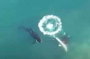 Killer orcas are filmed from the air choking great white sharks