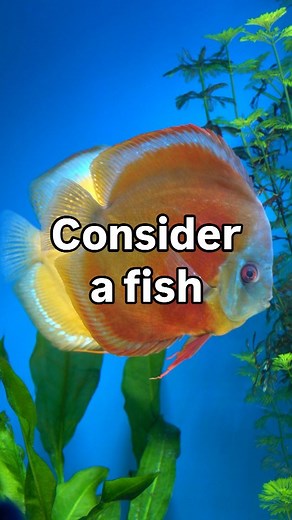 383 reactions · 14 shares | I love the discus videos with a great tune. So many to choose from and that's not just the tunes. Try and watch all of this one. Tune it up this is a good one. #aquarium #relax #chill | Discus Switch | Facebook