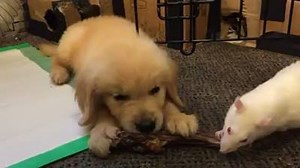 Studies show it's a good idea to start your week watching Petunia & Mr. Stephens sharing a chewy. #MondayMotivation Follow @lydia.d for more! 󾆷❤️🐁 | Andrea Arden Dog Training