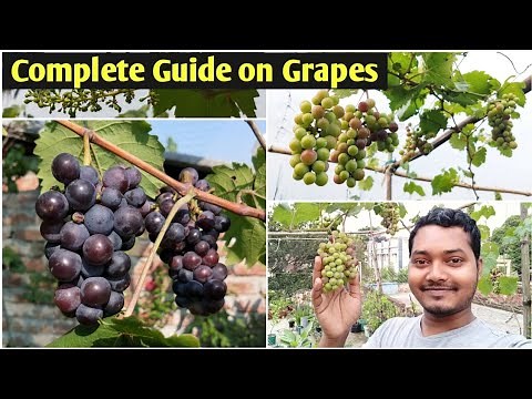 How to Grow Grape Vine in Container | Grow Grapes at Home