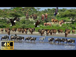 4K African Wildlife: Simien Mountains National Park - Scenic Wildlife Film With Real Sounds