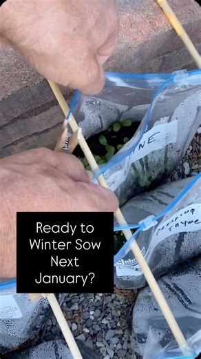 Neat and tidy, reusable, no tape, easy storage from season to season. #wintersowing #wintergardening #seedstarting #flowerseeds #perennialseeds #seedlings #wintersowinginziplockbaggies @wintersowing for a partial list of seeds that can be wintersown (January to March) Hardy Annuals Calendula Celosia Cleome Cosmos Datura Lavatera Marigold Morning Glory Petunia Snapdragon Sunflower Hardy Perennials Aubrietta Bachelor’s buttons Bells of Ireland Bee Balm Black eyed Susan Butterfly weed Canterbury Be