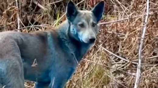 Truth behind viral blue dogs spotted in Chernobyl near nuclear disaster site