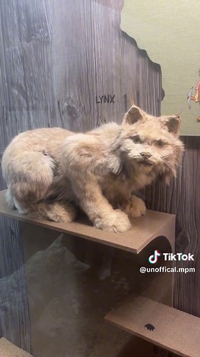 Explore the Best Taxidermy at Milwaukee Public Museum