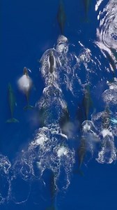 161K views · 5.2K reactions |  : @dolphindronedom · Over 30...