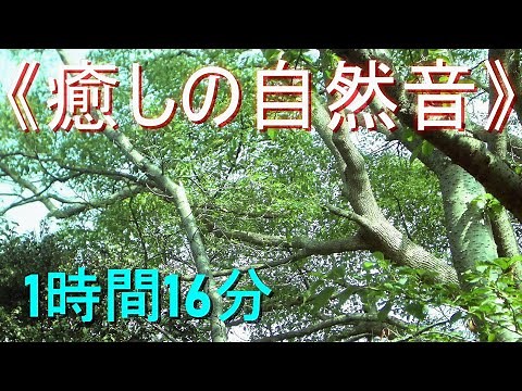 《癒しの自然音》セミの鳴き声（真夏の森林）【1時間16分】安らぎ・ﾘﾗｯｸｽ・ﾘﾌﾚｯｼｭ・ｽﾄﾚｽ解消・安眠・快眠・熟睡