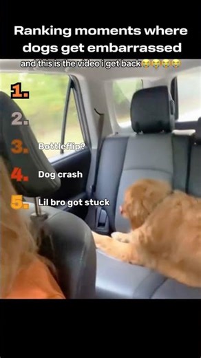 The last one was just humiliating :D #dog #embarrassing #animals