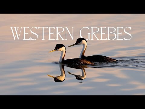 Courtship Dances of the Western Grebe (wildlife documentary short - narrated)
