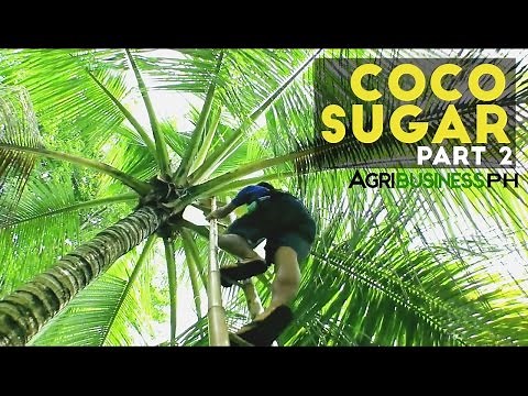 Coco Sugar Part 2 : How to make Coco Sugar | Agribusiness Philippines