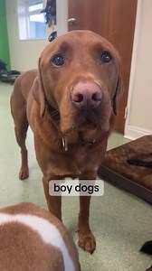 Always being judged by the girls 🙈🤣 | K9-club