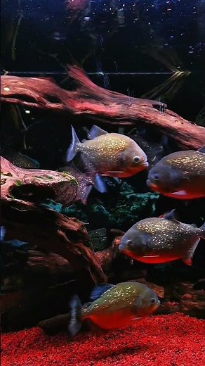 Why Do Piranhas Rarely Attack Humans?