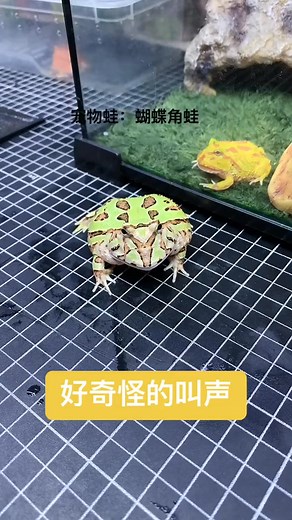My Frog Sounds Like a Cat! 🐱🐸 Wait, did my Pacman Frog just meow?! I was petting my little froggy friend (who is a Pacman Frog, known in Chinese as 蝴蝶角蛙, or Ornate Horned Frog), and instead of a croak, I got the strangest little cat-like sound! 😅 Is he secretly a kitty, or is this his way of being extra cute and a little coquettish? Have you ever heard a frog make a sound like this? What a quirky little pet! Watch the video to hear the weirdest 'meow' you've ever heard! 👇🐸😂 🐸👍 Battletoad