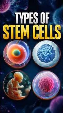Stem Cells Explained: Today's Standard, Tomorrow's Promise, Forever Banned